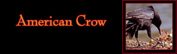 American Crow Gallery