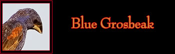 Blue Grosbeak Gallery