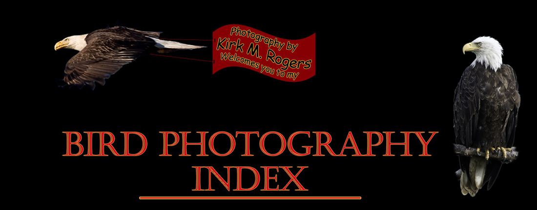 Bird Photography Index - Photography by Kirk M. Rogers
