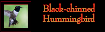 Black-chinned Hummingbird Gallery