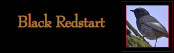 Black Redstart Gallery