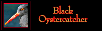 Black Oystercatcher Gallery