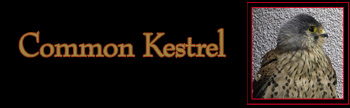 Common Kestrel Gallery