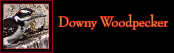 Downy Woodpecker Gallery
