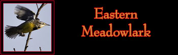 Eastern Meadowlark Gallery