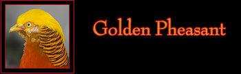 Golden Pheasant Gallery