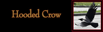 Hooded Crow Gallery