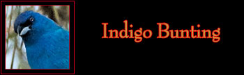 Indigo Bunting Gallery