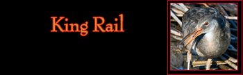 King Rail Gallery