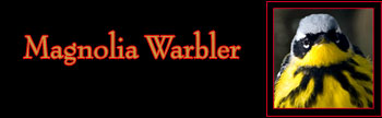 Magnolia Warbler Gallery
