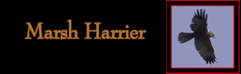 Marsh Harrier Gallery