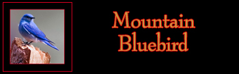 Mountain Bluebird Gallery