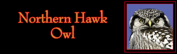 Northern Hawk Owl Gallery