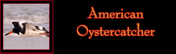 American Oystercatcher Gallery