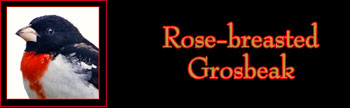 Rose-breasted Grosbeak Gallery