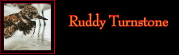 Ruddy Turnstone Gallery