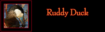 Ruddy Duck Gallery
