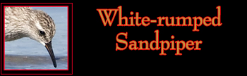  White-rumped Sandpiper Gallery