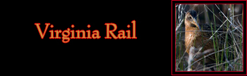 Virginia Rail Gallery