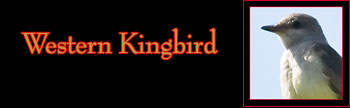 Western Kingbird Gallery