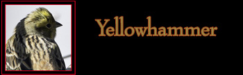 Yellowhammer Gallery